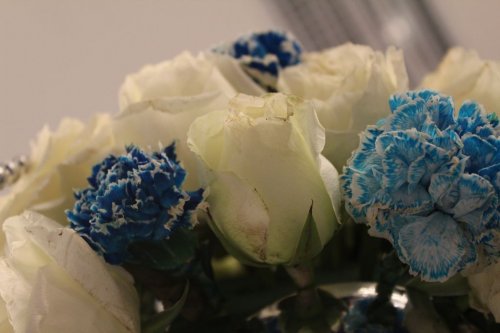 蓝白花儿